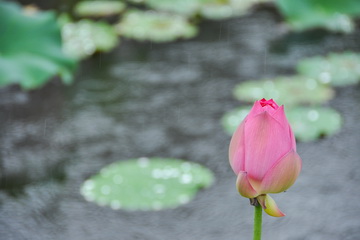 大宝娱乐-LG游戏|PT游戏|CQ9游戏