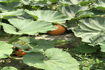 大宝娱乐-LG游戏|PT游戏|CQ9游戏