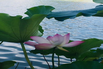 大宝娱乐-LG游戏|PT游戏|CQ9游戏