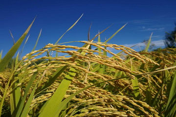 大宝娱乐-LG游戏|PT游戏|CQ9游戏