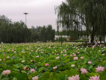 大宝娱乐-LG游戏|PT游戏|CQ9游戏