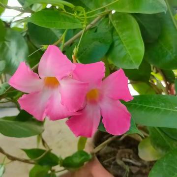 大宝娱乐-LG游戏|PT游戏|CQ9游戏